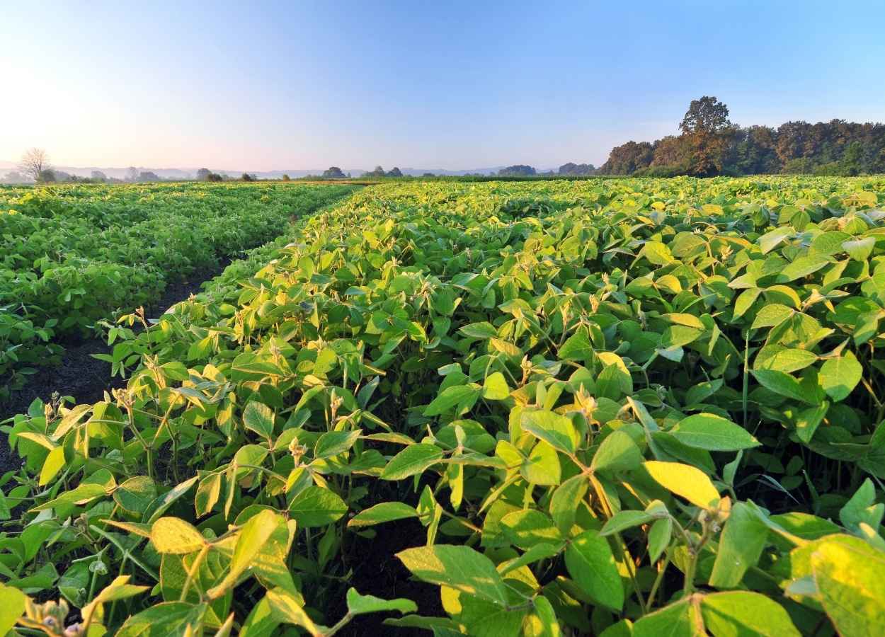 Mejoran las condiciones del cultivo de soja en EE.UU.