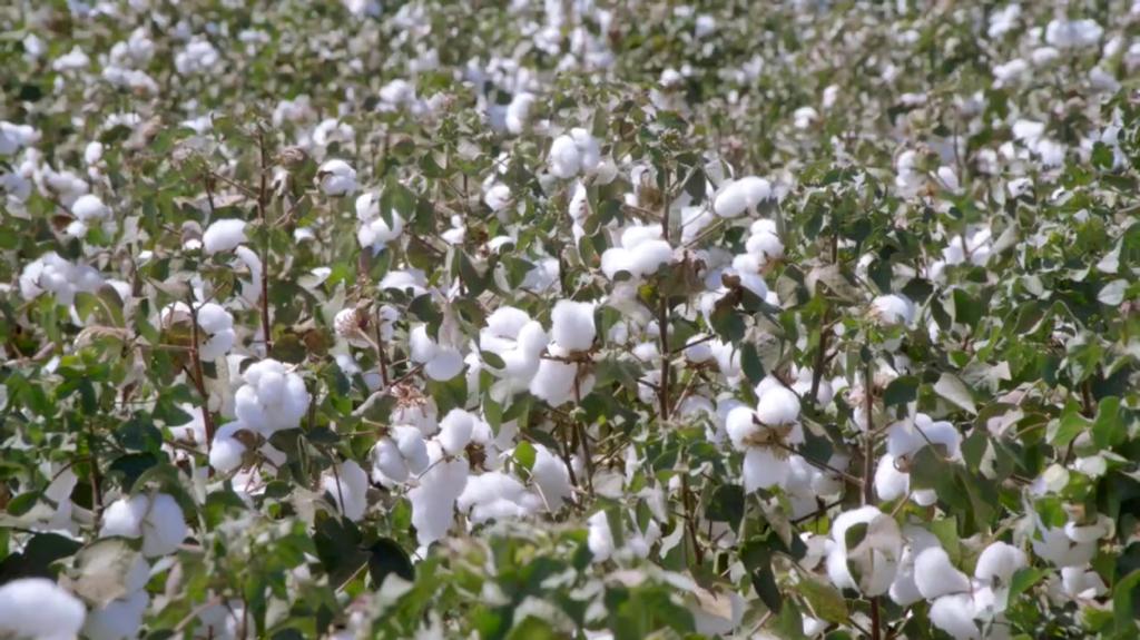 Netafim e Instituto Matogrossense do Algodão registram aumento de produtividade do algodão irrigado por gotejamento subterrâneo