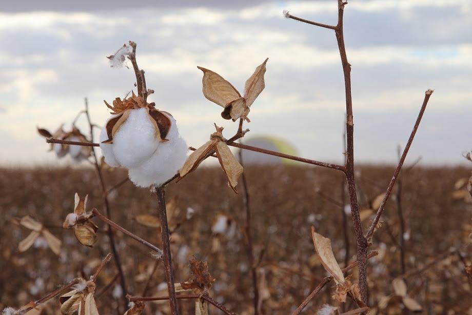 Ampasul avalia desempenho do algodão em novas áreas do Mato Grosso do Sul