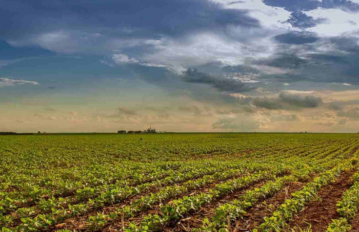 Agrodefesa reforça cadastro obrigatório de lavouras de soja