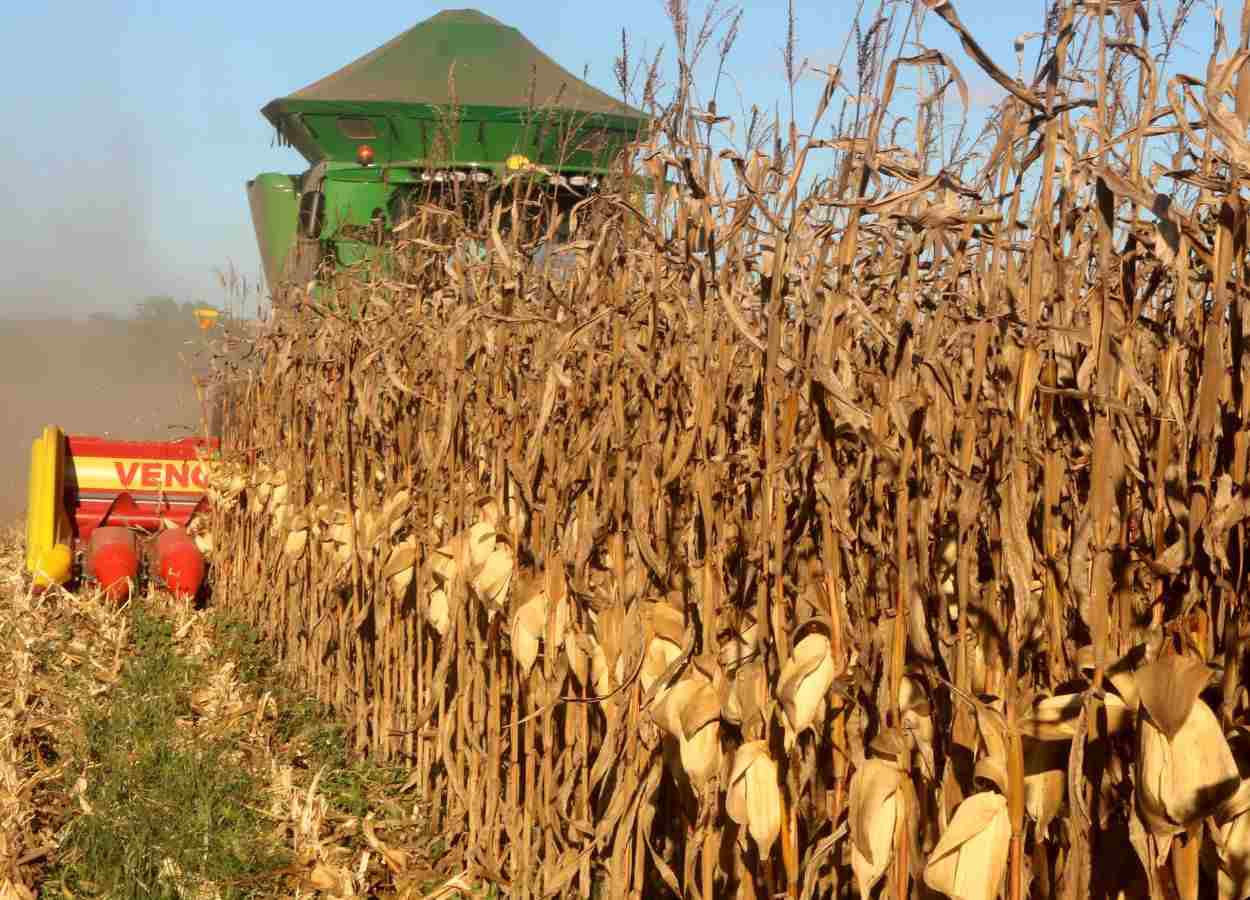 Tocantins breaks corn production record in 2nd harvest