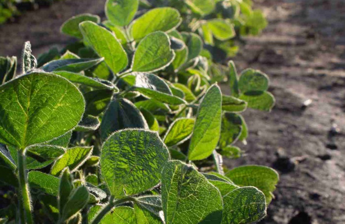 Argentina aprova soja transgênica com proteção contra nematoides