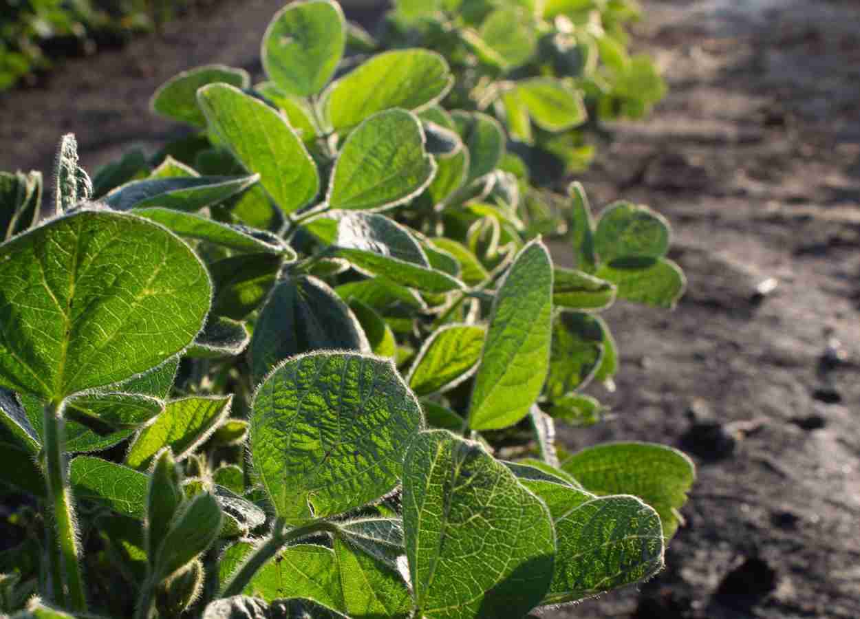 Argentina aprova soja transgênica com proteção contra nematoides