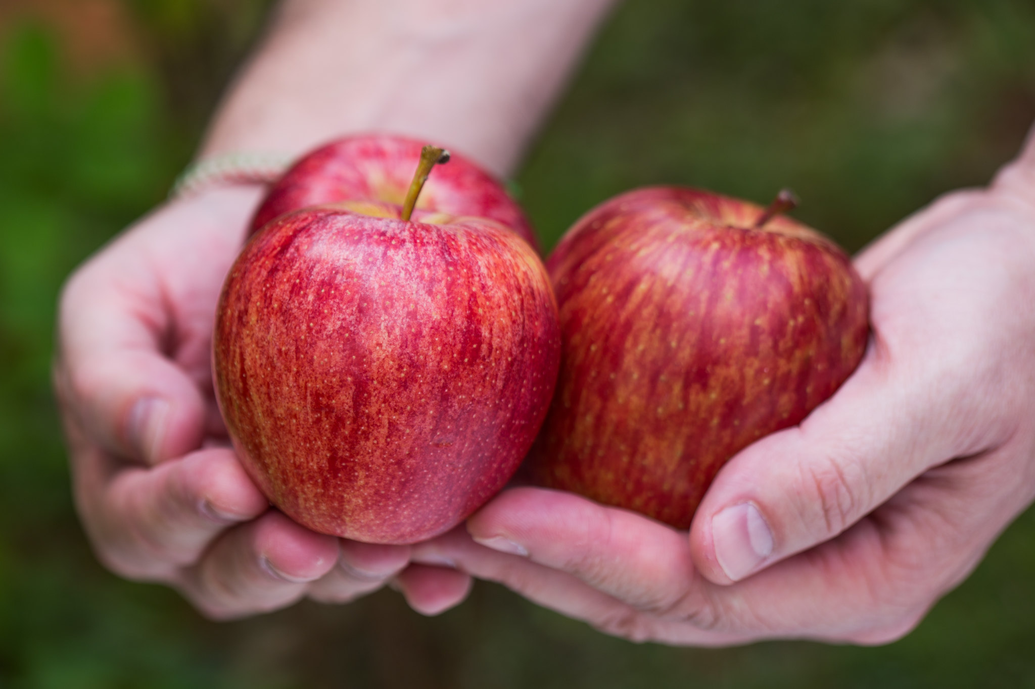 Mapa e ApexBrasil lançam estudo sobre mercado de maçãs na Colômbia