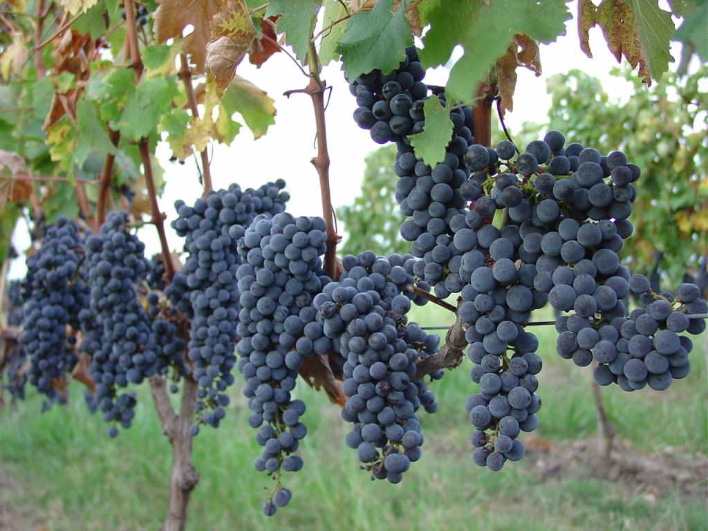 Inscrições para congresso mundial de uva e vinho estão abertas
