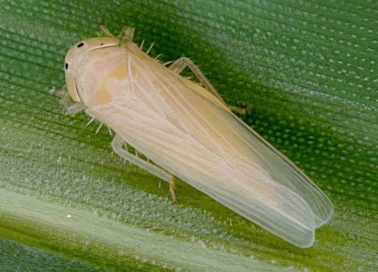 Cientistas analisam resistência ao metomil em Dalbulus maidis