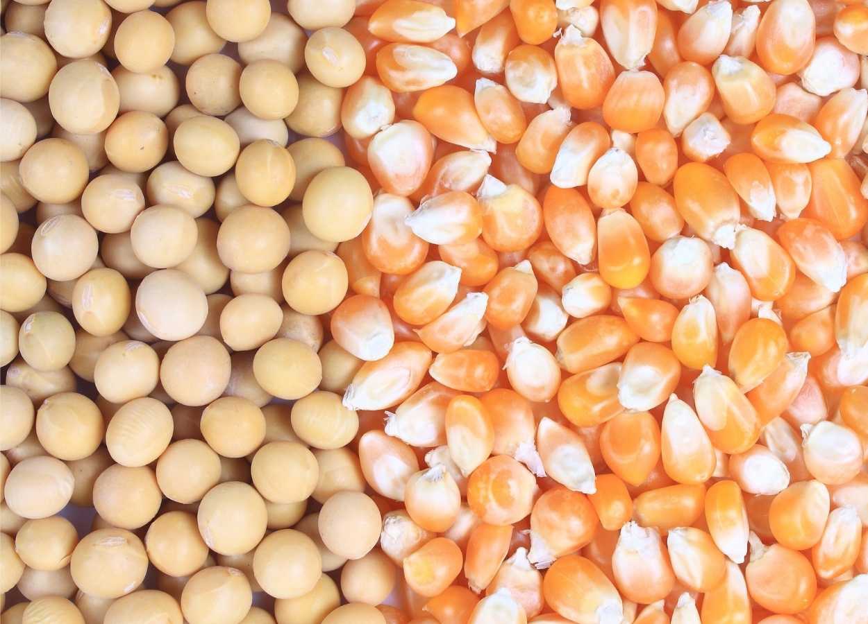 Clima nos EUA mantém soja sob pressão no mercado