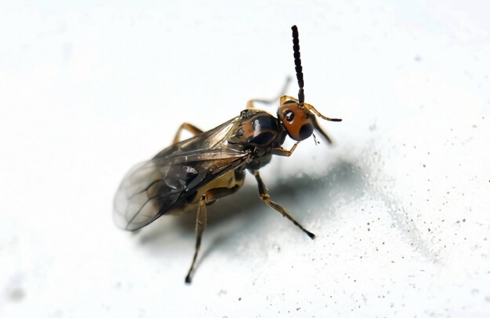 Milho favorece ação de parasitoide contra lagarta-do-cartucho