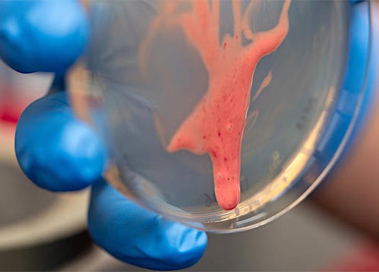 Foto:&nbsp;Jael Mackendorf, UC Davis