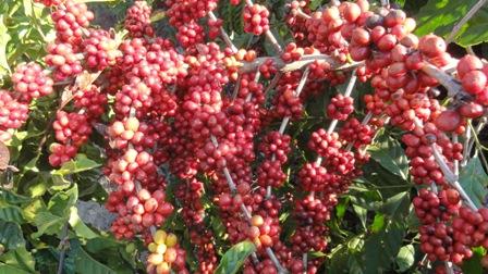 Fornecimento de nutrientes contribui para vigor da planta e uniformidade de grãos de café