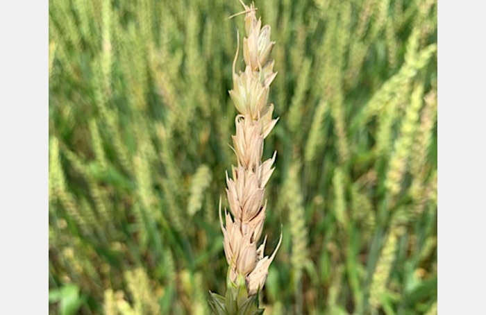 Une molécule découverte pourrait contenir la propagation du Fusarium graminearum
