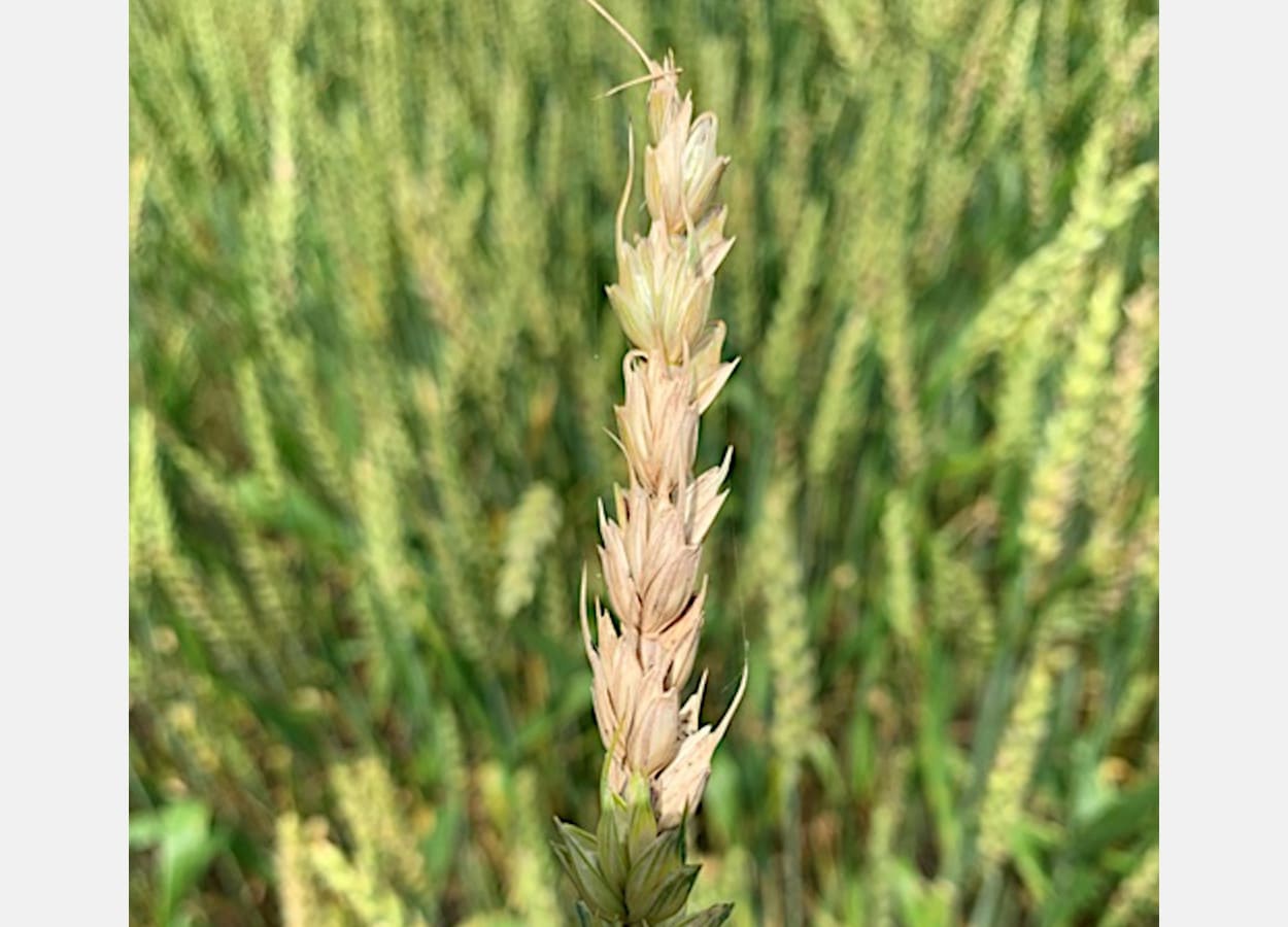 Une molécule découverte pourrait contenir la propagation du Fusarium graminearum