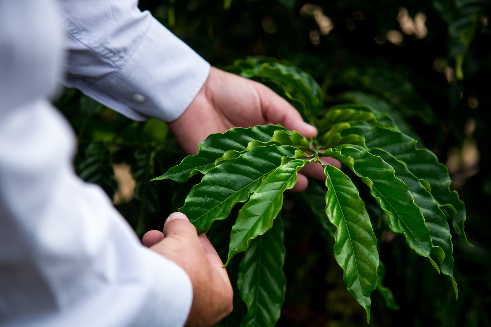 Cobre orgânico incrementa produtividade de café em 2,3 sacas por hectare