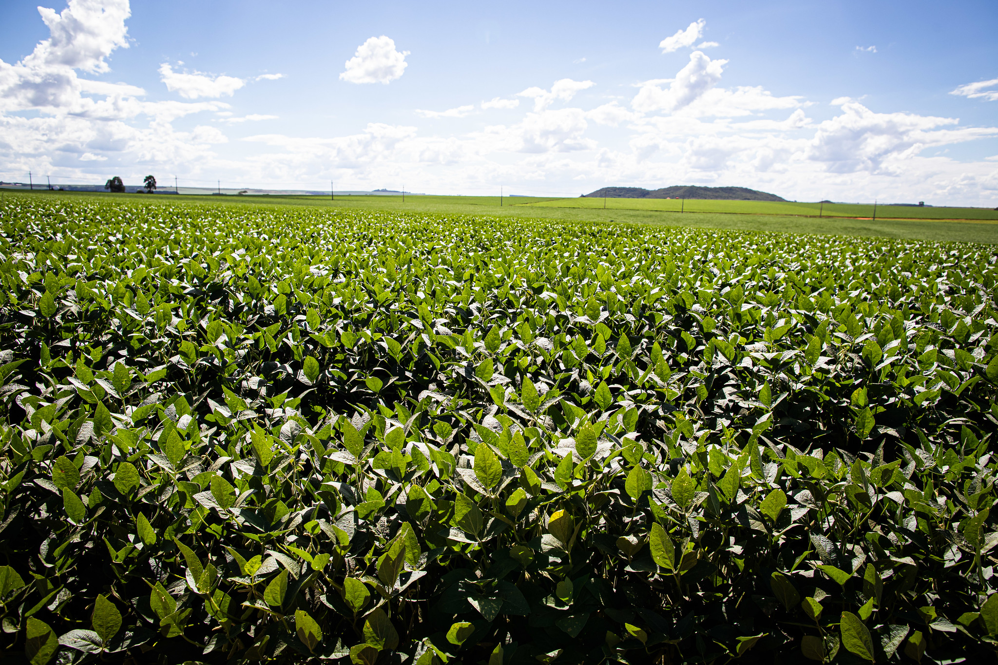 Embrapa e FAO atualizam parâmetros para estimar uso agropecuário da terra