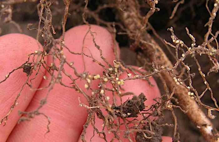 Nematoide-de-cisto lidera perdas na soja nos Estados Unidos em 2025