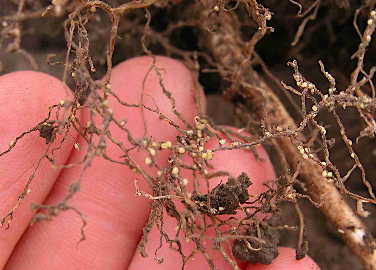 Nematoide-de-cisto lidera perdas na soja nos Estados Unidos em 2025