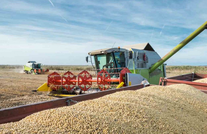 Datagro Grãos sinaliza 18º avanço consecutivo na área de soja do Brasil na safra 2024-25