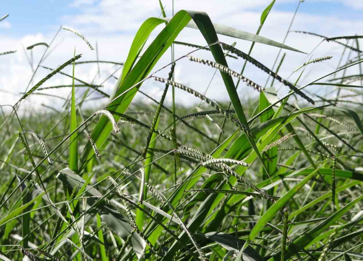 IA e edição gênica pautam simpósio no CBSementes