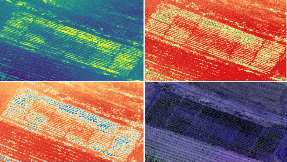 Bandas multiespectrais identificam níveis de infecção por nematoide das lesões em milho (Pratylenchus brachyurus)