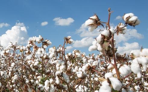 Adama invests and strengthens the portfolio focused on cotton cultivation
