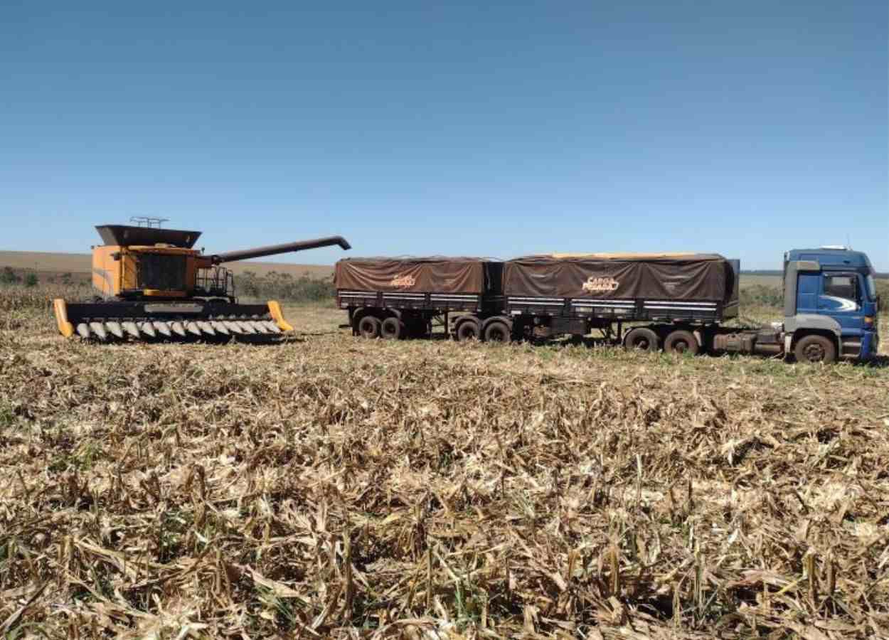 MS Safra 2024/25: colheita do milho avança para 42,7%