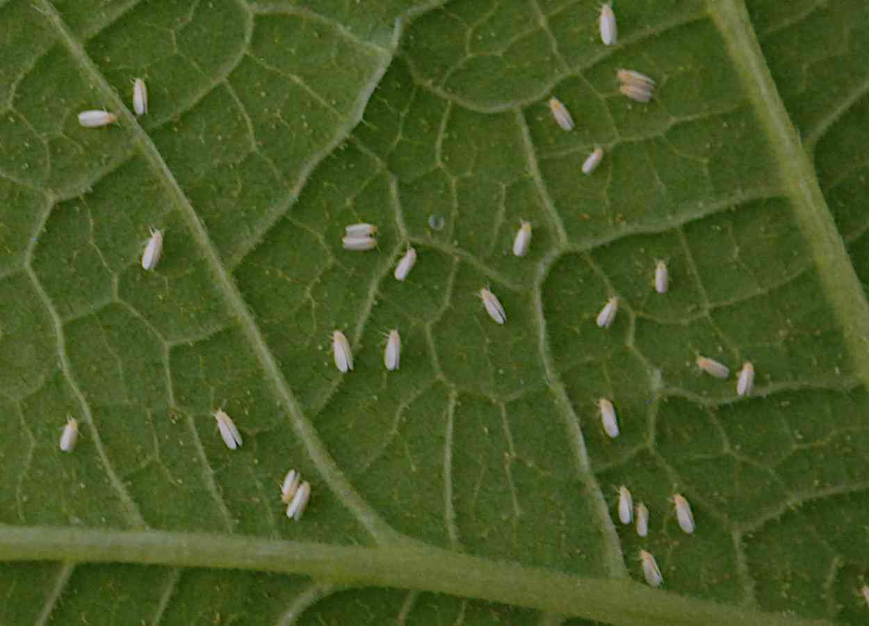 Lecitina causa mortalidade rápida de Bemisia tabaci por contato
