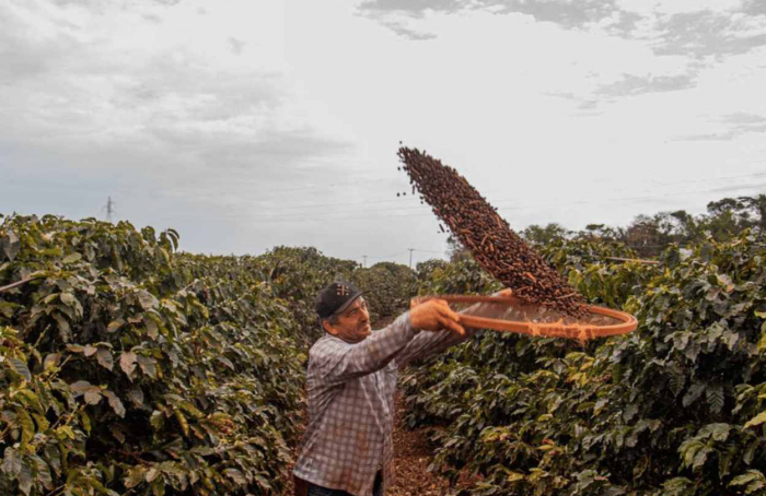 Produtores de Mandaguari buscam a primeira DO para café paranaense