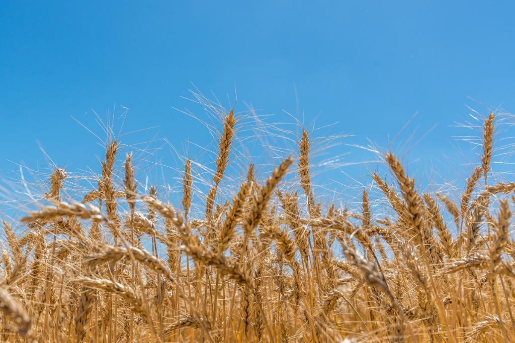 Dia de campo digital discute trigo como opção rentável e fortaleza agronômica