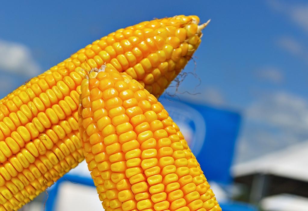 Produtores avaliam tecnologia em híbridos de milho no Agro Rosário 2019