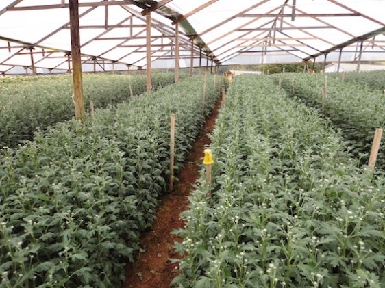 Segmento de hortifruti aposta em produtos especiais para conquistar consumidores