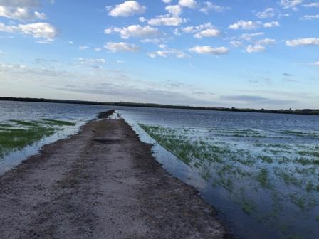 ​Renegociação de dívidas no arroz será concretizada na próxima semana