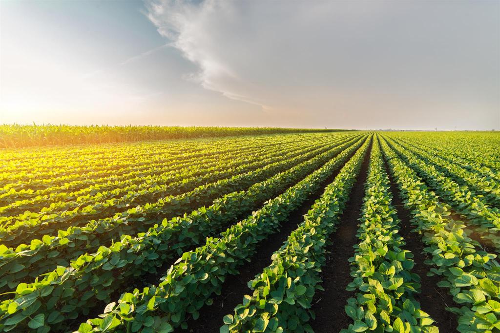 Agrotis lança primeiro receituário agronômico via web com assinatura digital