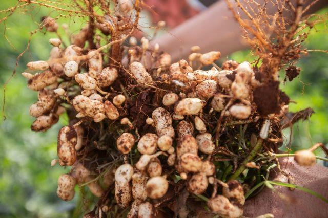 Pacote tecnológico da APTA Regional para o setor de amendoim reduz em até 80% danos do percevejo-preto