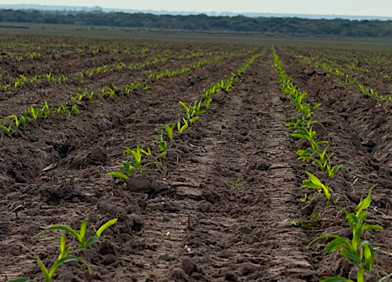 Cultivo de milho em várzea, no sistema sulco-camalhão, em Uruguaiana - Foto:&nbsp;Emater/RS