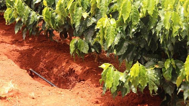 Coffee producers protect crops and overcome climate instability with drip irrigation