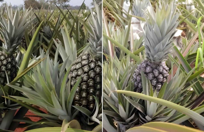 Pesquisa desenvolve abacaxis mais produtivos em MT