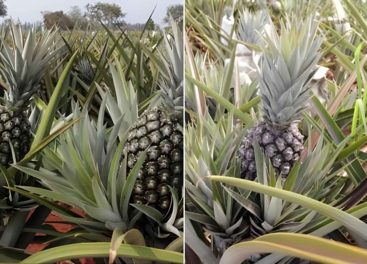 Pesquisa desenvolve abacaxis mais produtivos em MT