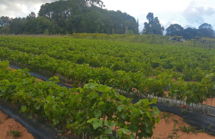 Dia de Campo de fruticultura acontece em São João del-Rei (MG) no dia 22 de agosto