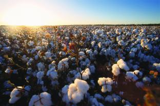 Bayer destaca portfólio para soja e algodão durante Bahia Farm Show