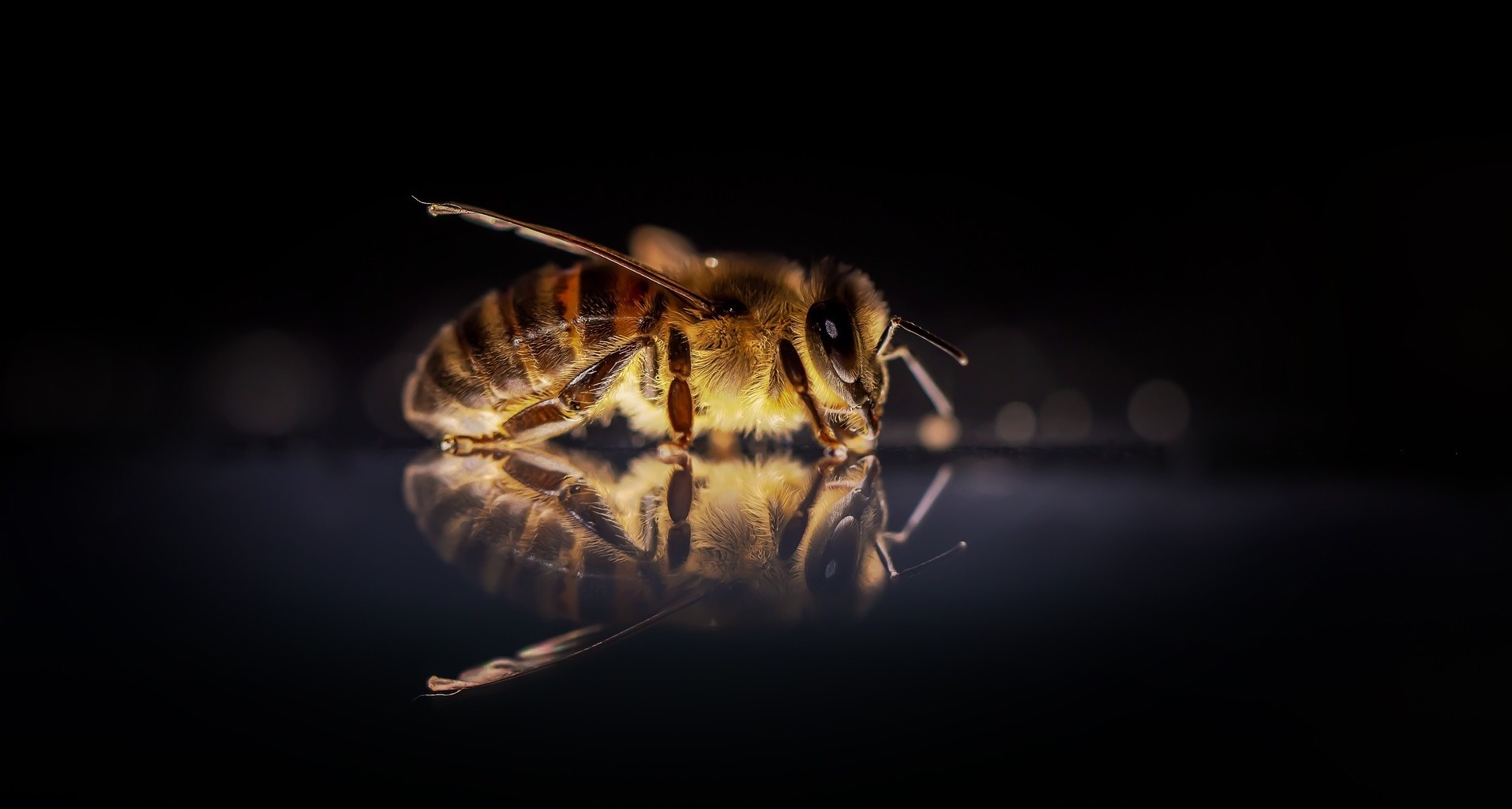 Na França as abelhas também sofreram com a seca