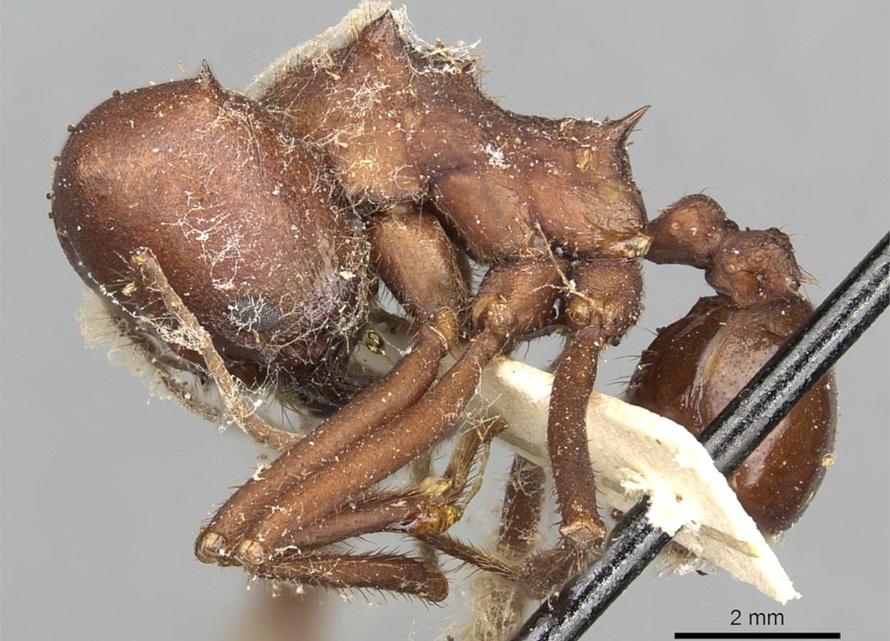 Foto: Shannon Hartman / AntWeb - CC-BY 3.0