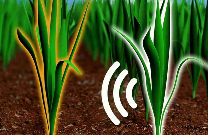 Plantas ajustam crescimento ao detectar voláteis vizinhos