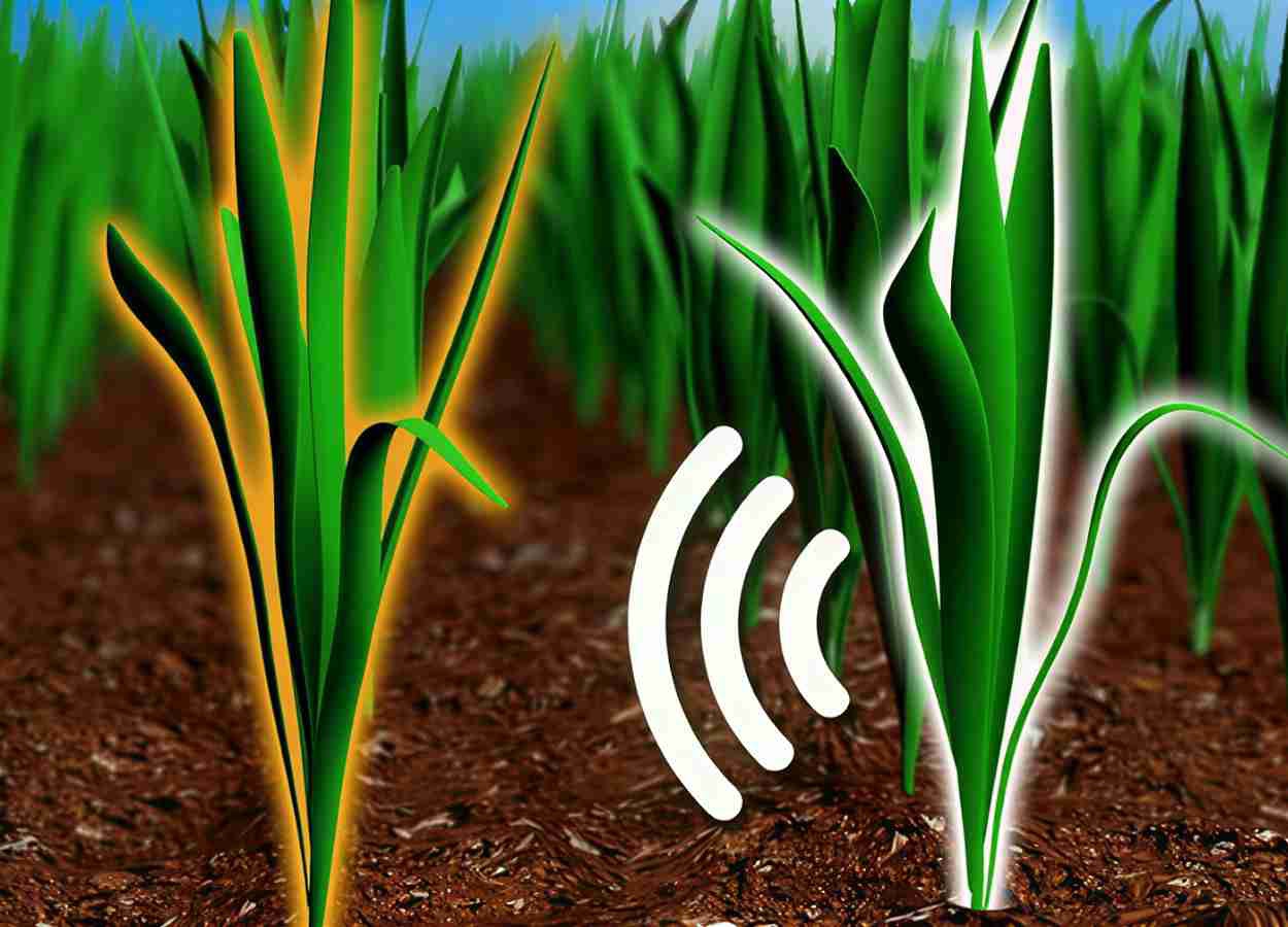 Plantas ajustam crescimento ao detectar voláteis vizinhos