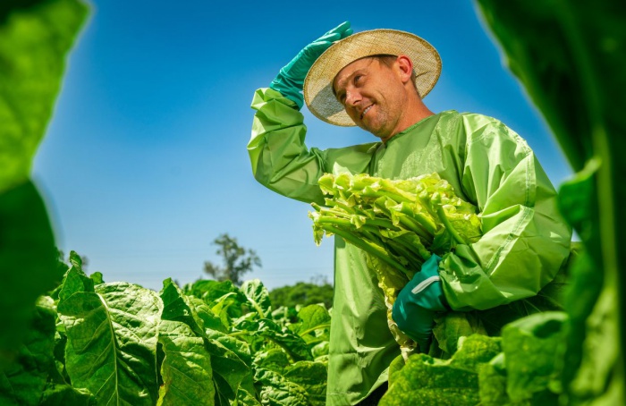SindiTabaco amplia ações de prevenção para produtores