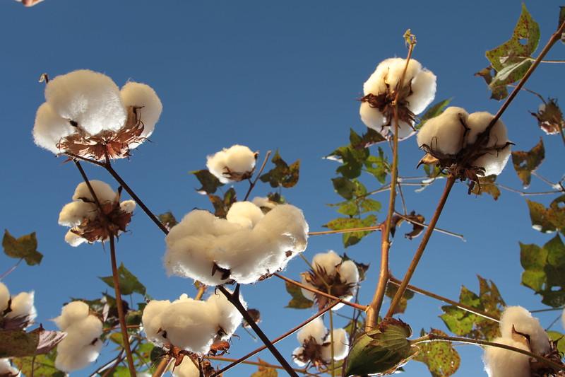 Exportações de algodão em outubro batem recorde