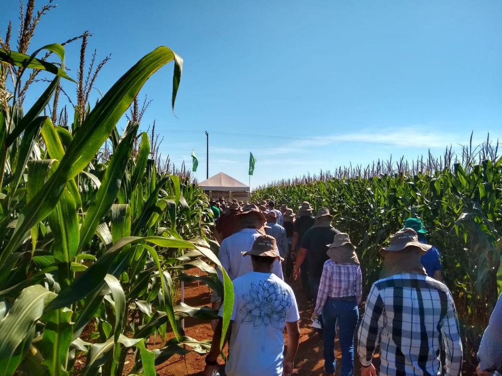 Doenças podem reduzir mais de 50% da produtividade de lavouras de milho