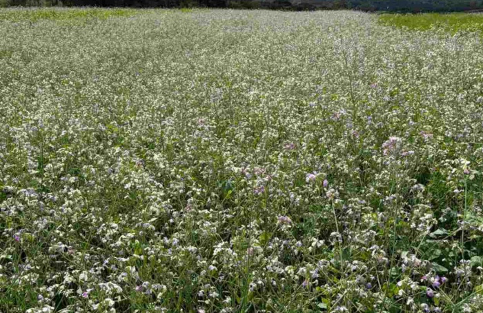 Epamig promove Dia de Campo sobre plantas de cobertura