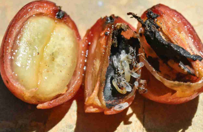 Broca-do-café favorece formigas inimigas naturais
