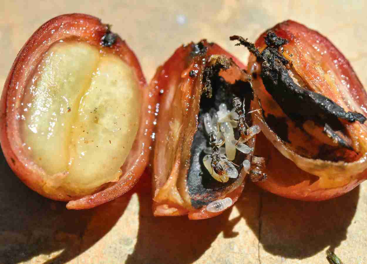 Formigas ocupam frutos perfurados pela praga e podem ampliar o controle biológico em cafezais sombreados