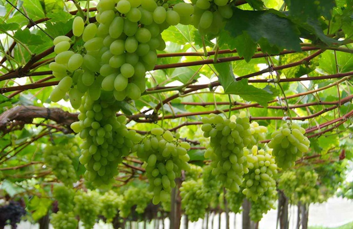 Embrapa lança cultivar de uva branca para a Região Sul